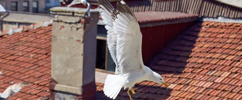 Residential Chimney Animal Removal Solution in Beltsville, MD